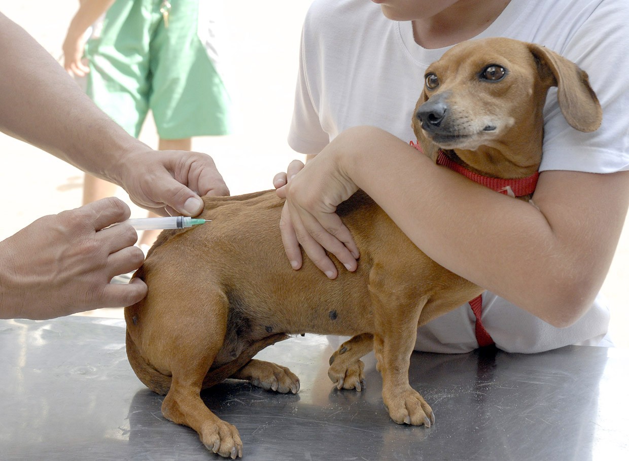Ação de vacinação para cães e gatos disponibiliza 400 doses em Unaí