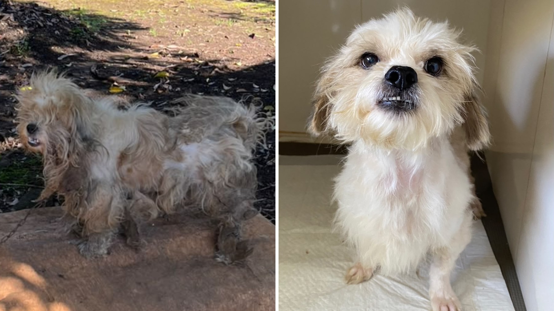 Mulher é presa em flagrante por manter cachorrinho em situação de maus-tratos, no Paraná; veja o antes e depois do animal