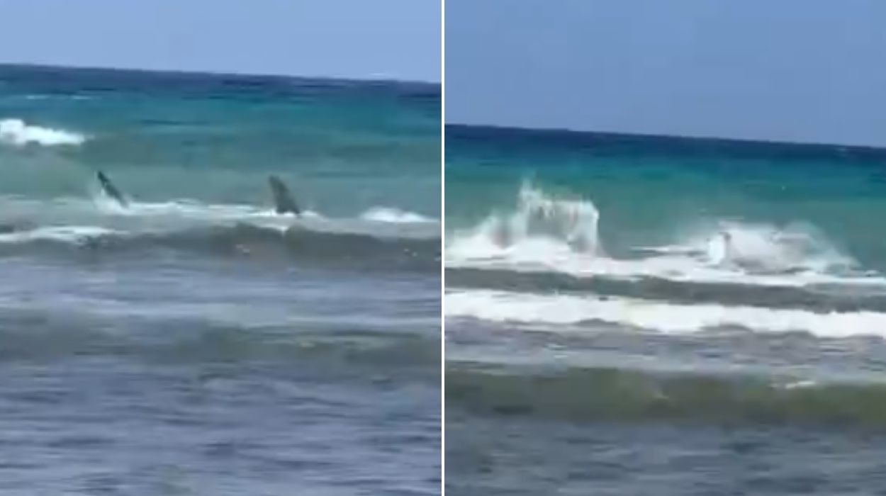 Virginia flagra tubarão caçando arraia durante passeio; especialista explica cena rara