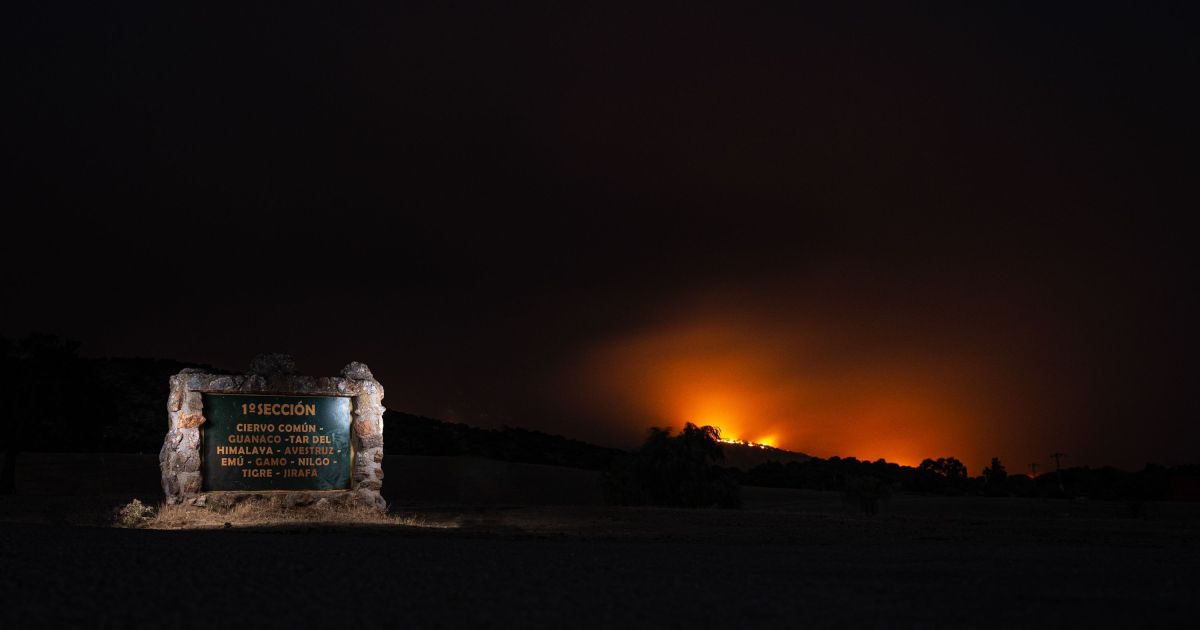 Ninguém fica para trás: como Espanha salvou animais de incêndios florestais
