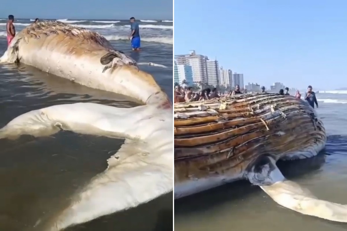 Baleia morta no litoral de SP atrai banhistas; biólogo alerta para doenças e tubarões; VÍDEO