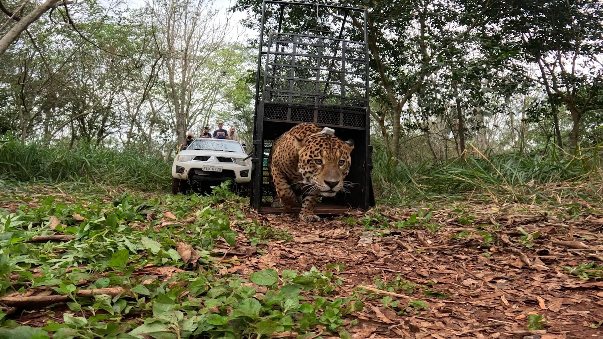 Onça encontrada embaixo de varal de roupas no Paraná é devolvida à natureza; VÍDEO