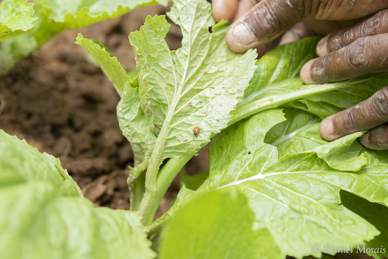Inscrições para 200 vagas gratuitas do curso EaD de agroecologia serão abertas nesta quarta-feira (5)