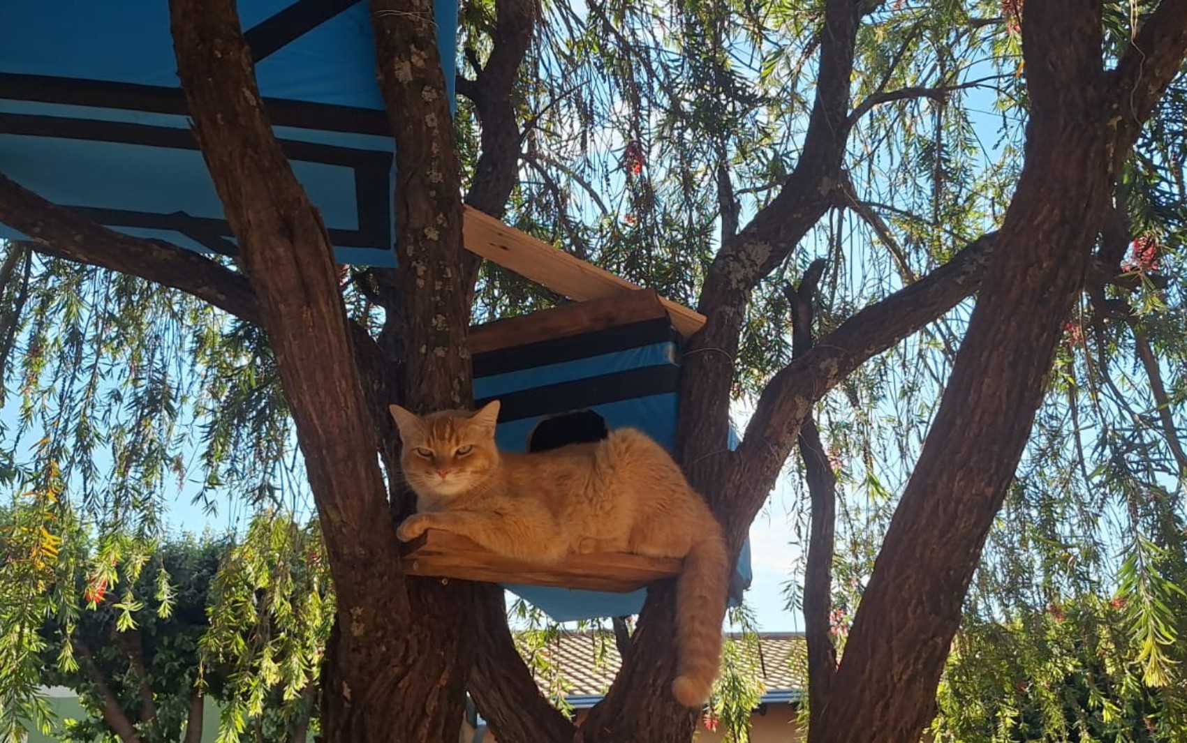 'Não é ser humano', diz cuidadora sobre motorista que atropelou e matou gato comunitário em Ribeirão Preto, SP