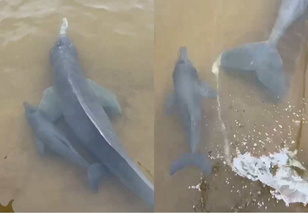 Filhote de boto nada ao lado da mãe e encanta em cena de 'fofura' no Rio Araguaia; VÍDEO