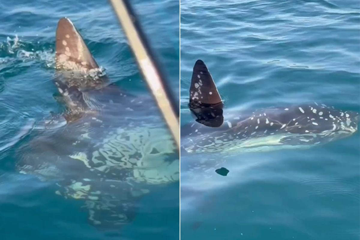 Peixe-lua de 150 kg surpreende pescador durante passeio no litoral de SP: 'Dádiva de Deus'; VÍDEO