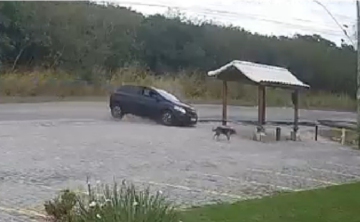VÍDEO: carro quase atropela cachorro e destrói ponto de ônibus em Arraial do Cabo