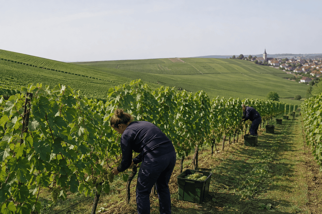 Champagne faz a vindima mais precoce de sua história