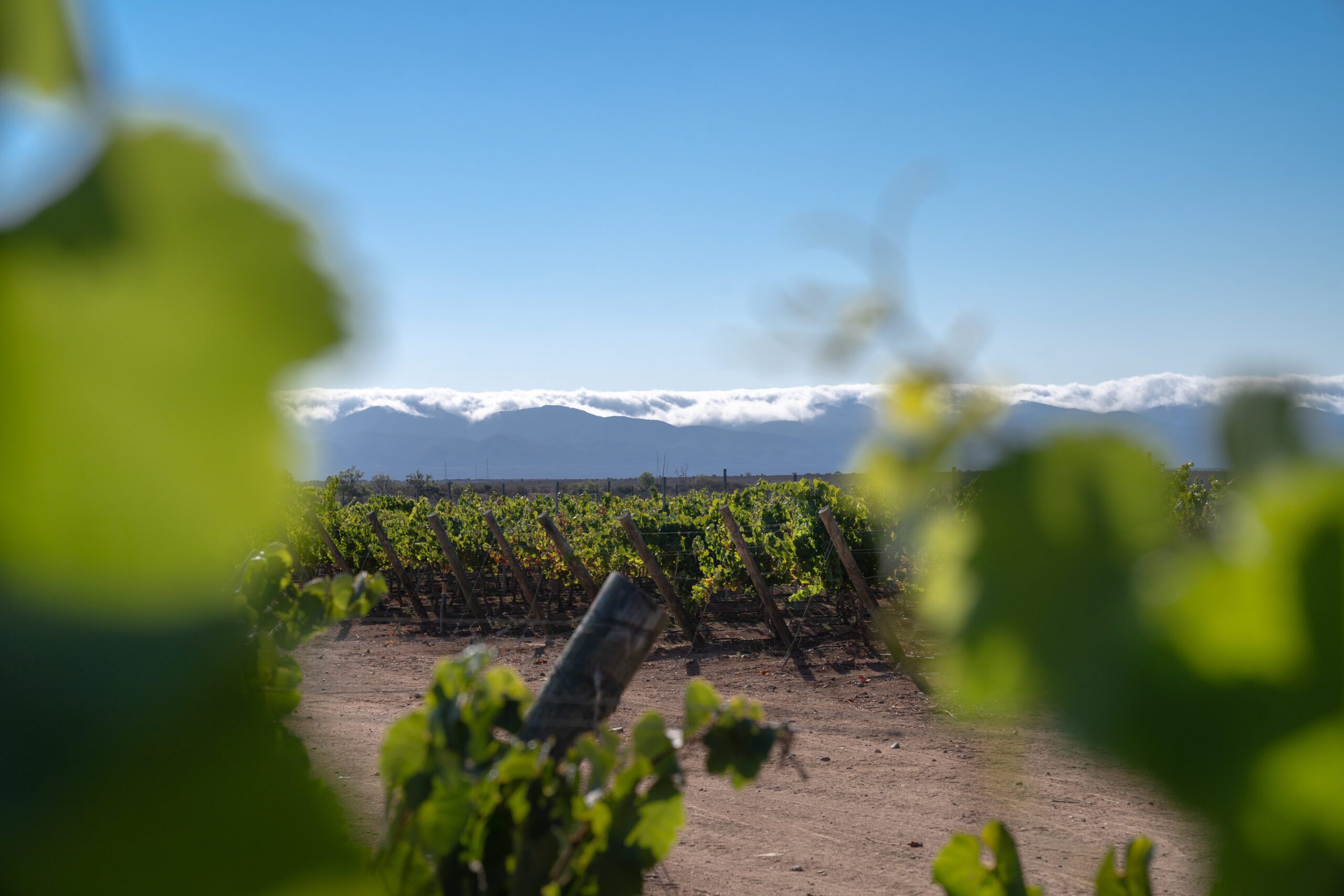 O Chile encontra sua própria voz no Chardonnay