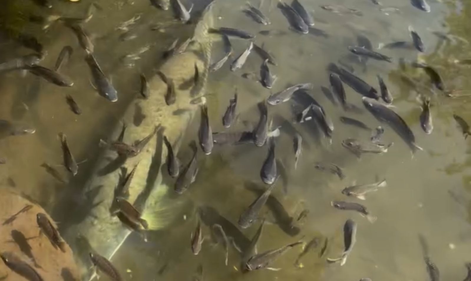 Pirarucu gigante impressiona em lago no meio de bairro de Goiânia
