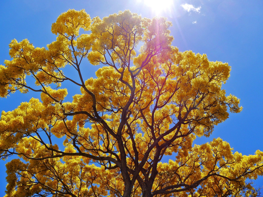 Setembro Amarelo