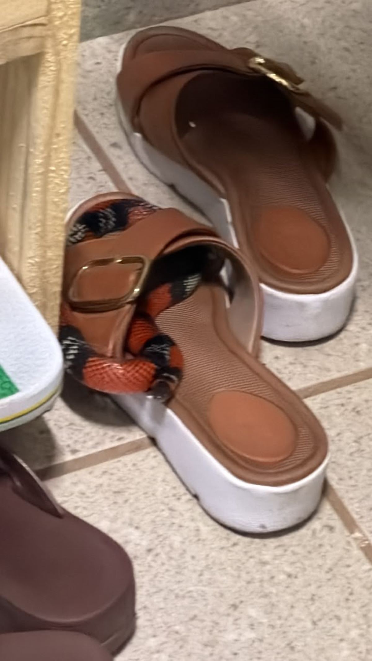 Cobra-coral é encontrada enrolada em sapato dentro de casa em Divinópolis