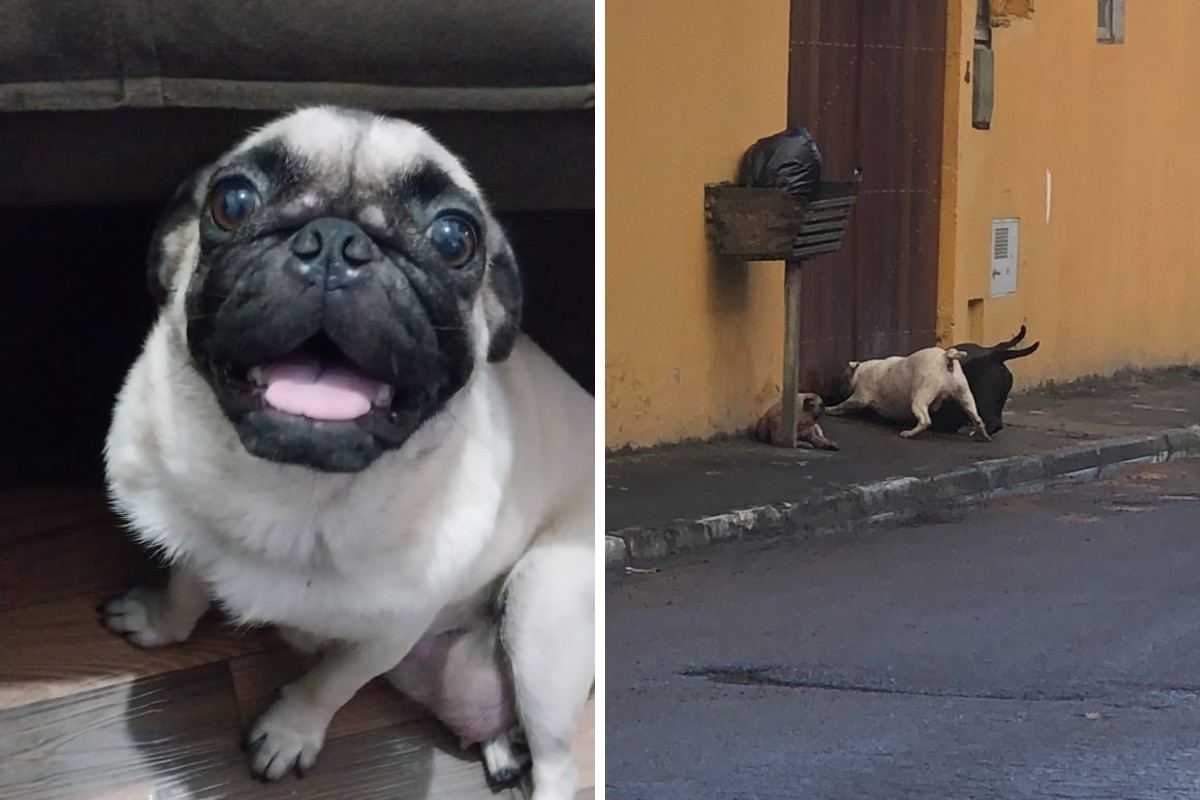 Tutor de cadela pug que morreu após ataque de cães de grande porte cobra justiça: 'Sentimento de revolta'