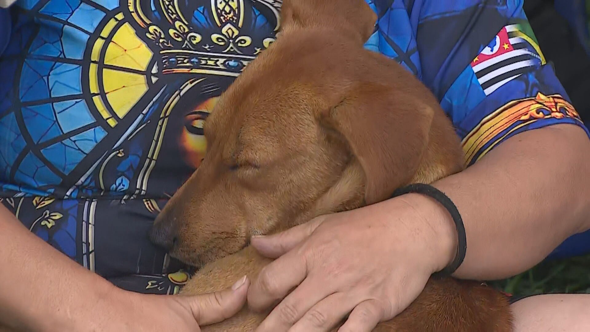 Cachorro caramelo segue romeiros na Dutra e é adotado durante peregrinação até Aparecida: 'Parte do grupo'