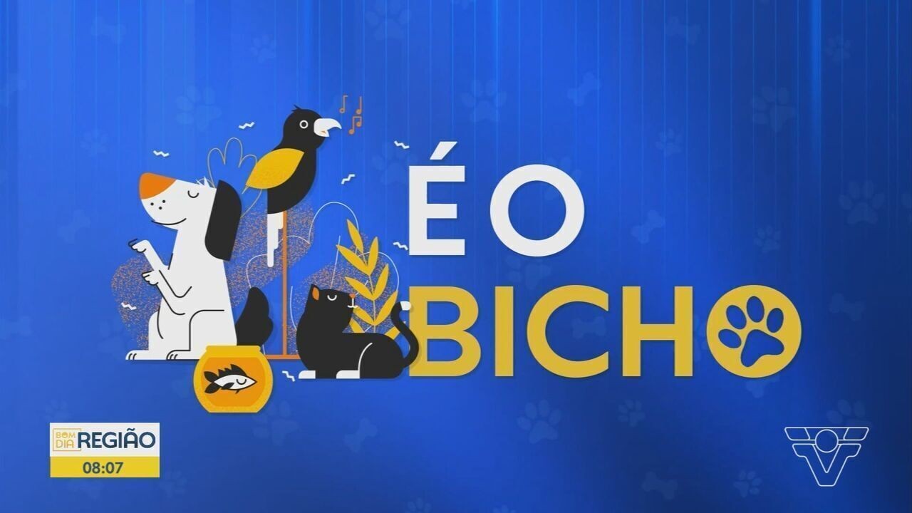 Várzea Grande (MT) realiza campanha de vacinação antirrábica neste sábado (17)