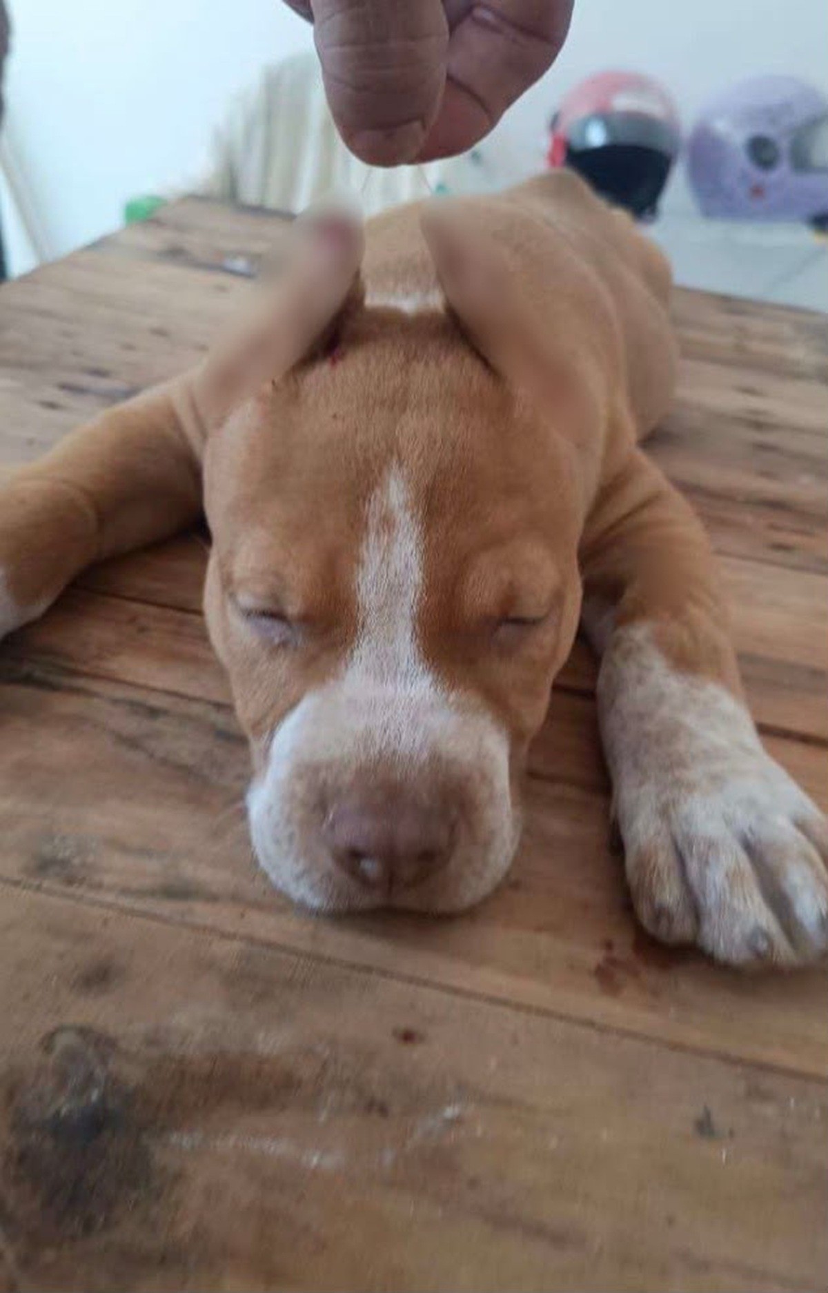Homem é indiciado em AL por anunciar corte de orelhas de animais em grupo de mensagens