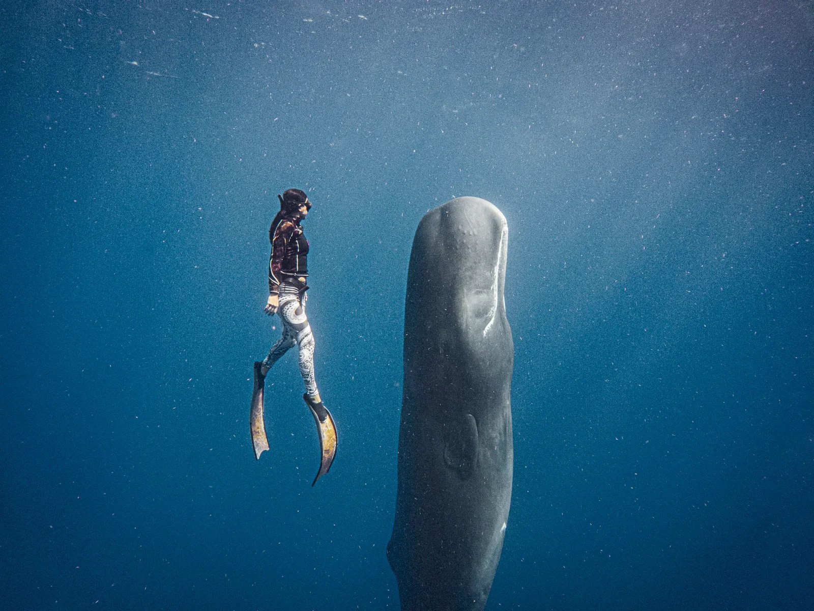 Nadar com megafauna: a experiência de luxo do momento