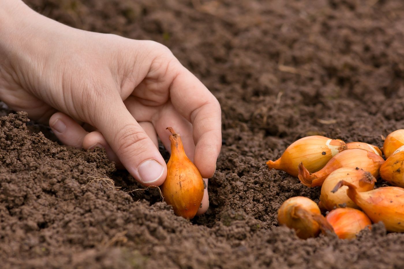 Como plantar cebola de cabeça: veja o passo a passo