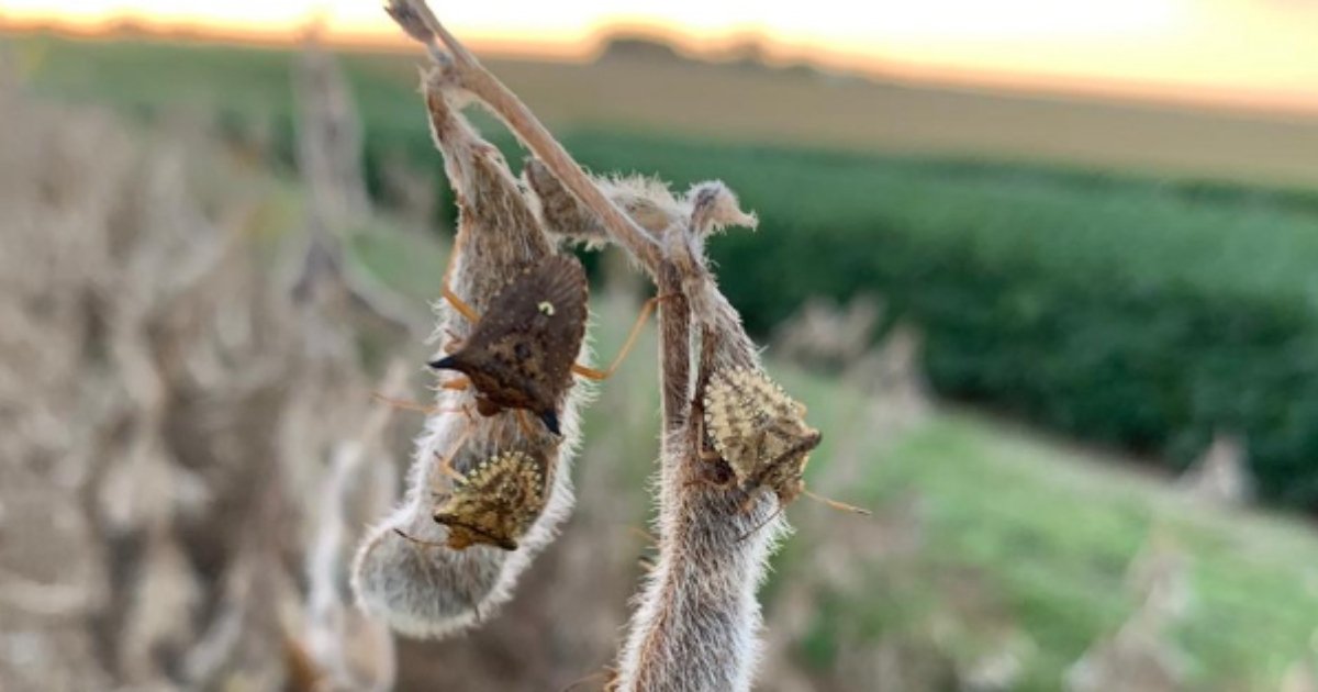 Produtor gaúcho enfrenta safra sob pressão de percevejos às vésperas da Expodireto Cotrijal