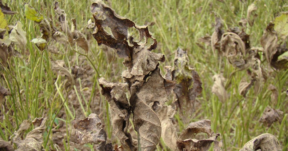 Ferramenta digital orienta produtores no controle da ferrugem asiática da soja