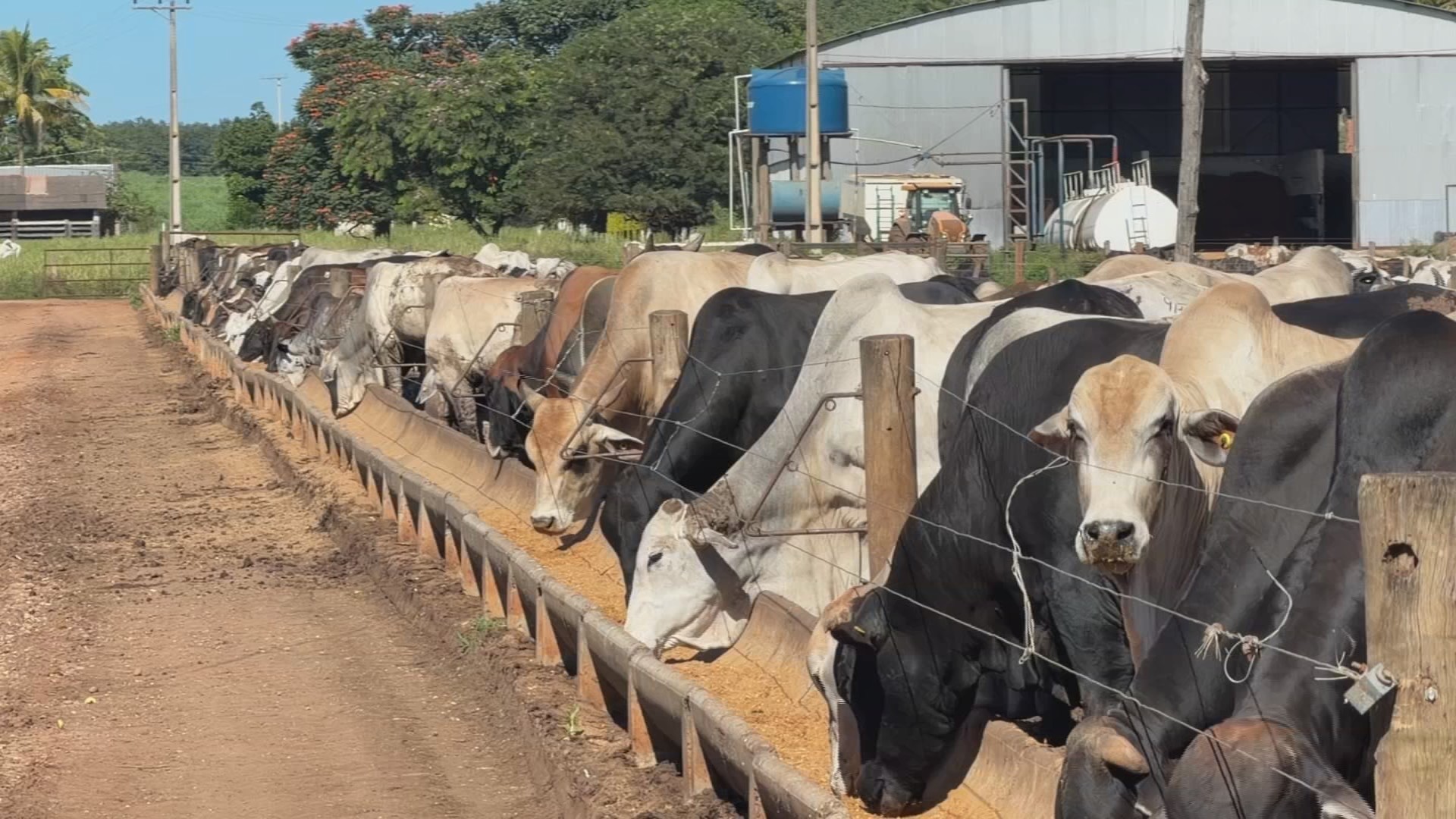 Oferta de bezerros diminui e custos aumentam para pecuaristas