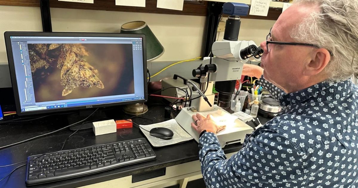 Tufo de musgo “soluciona” mistério de crime ocorrido em cemitério nos EUA