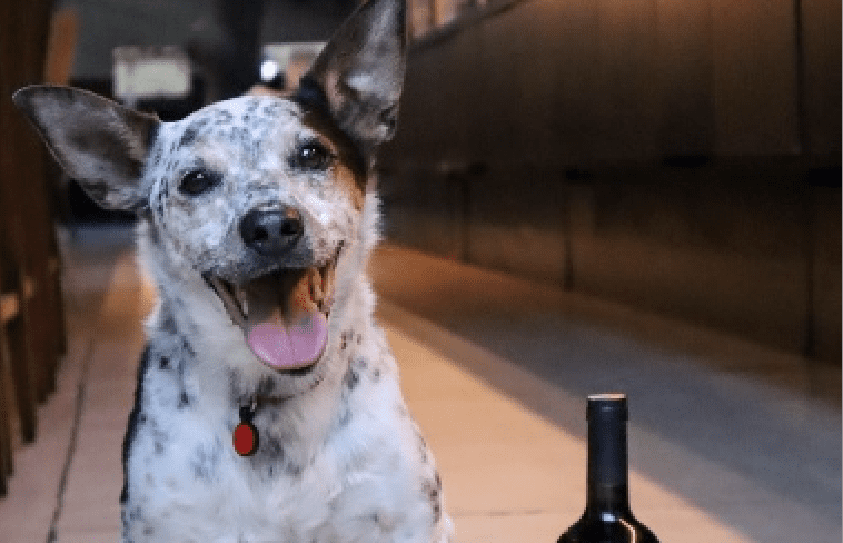 Um vinho para brindar novos lares