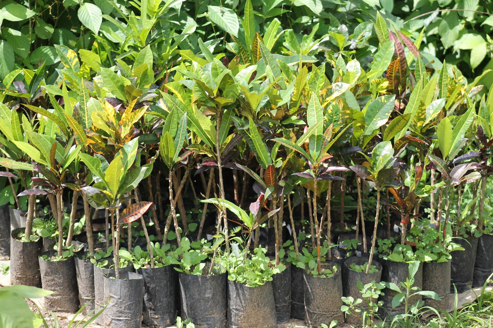 Mudas cultivadas no Jardim Botânico são utilizadas em áreas verdes de BH