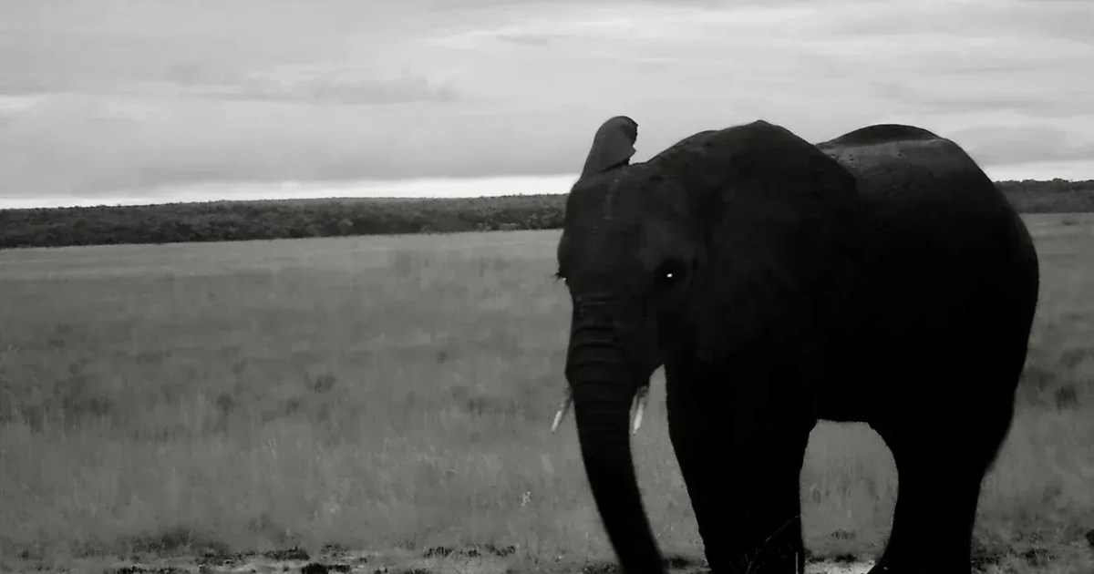 Gigantes elefantes fantasmas da Angola se esconderam dos humanos