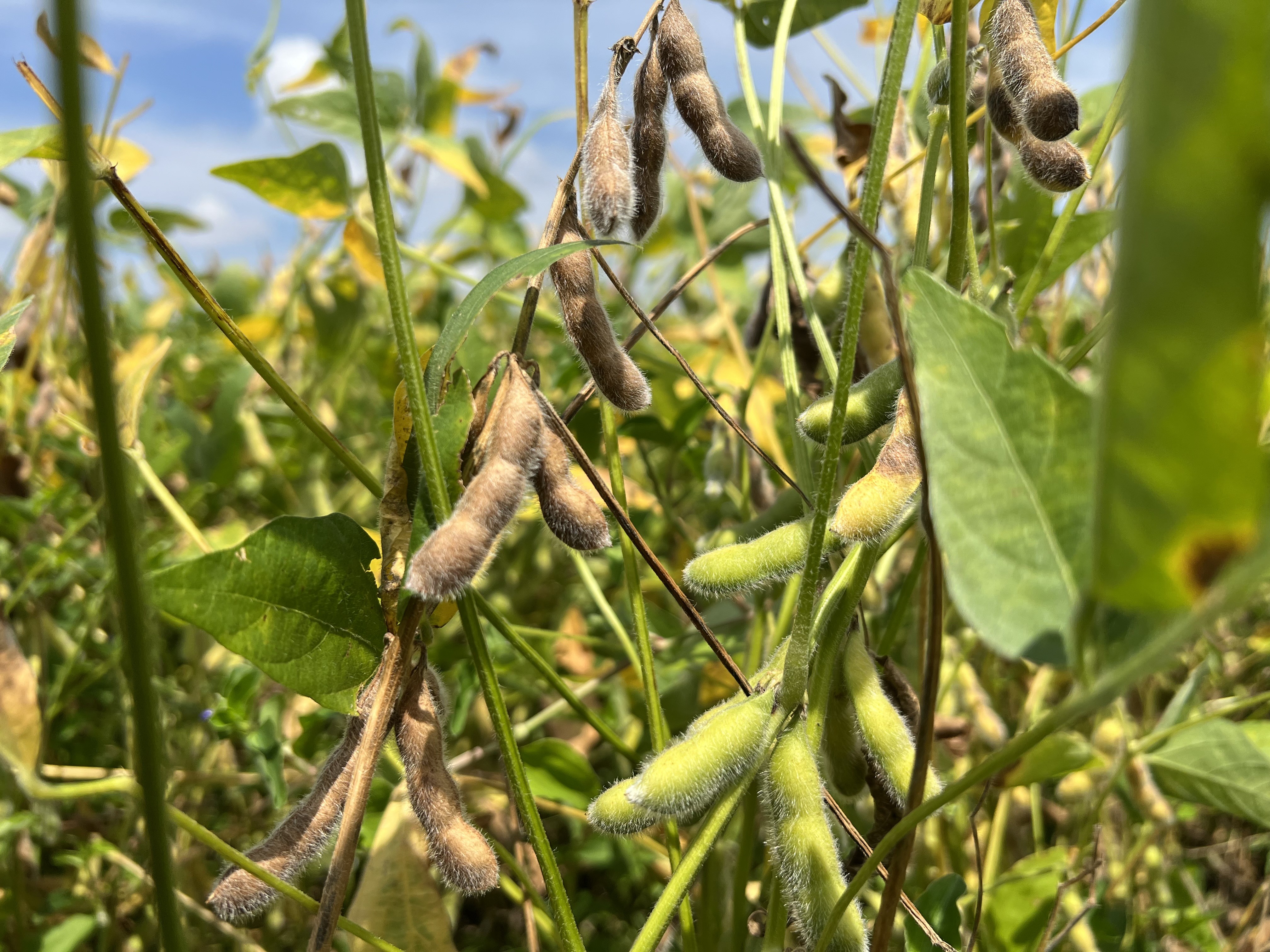 Vazio sanitário da soja termina em 18 de março em Roraima