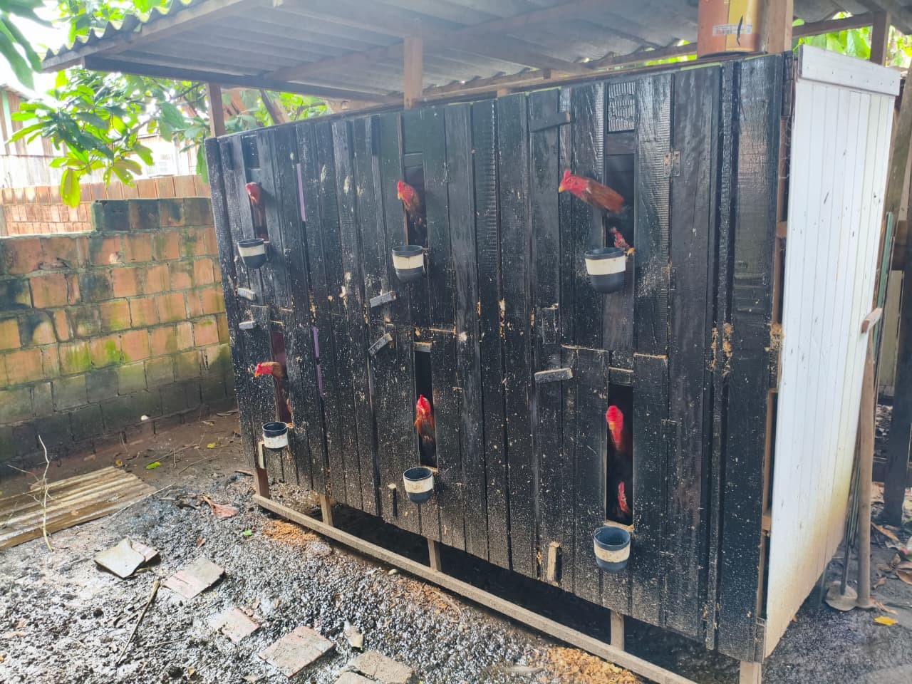 Arena para rinha de galos no Amazonas é fechada pela polícia e mais de 20 aves são resgatadas